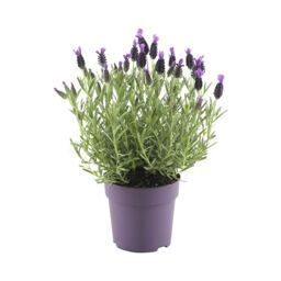 Schopflavendel "Anouk"