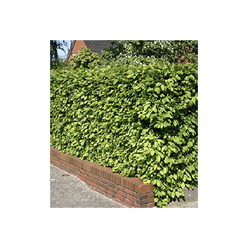 Heidelbeere BrazelBerry® "Jelly Bean"