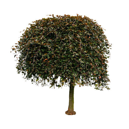 Blutbuche hängend "Purpurea"