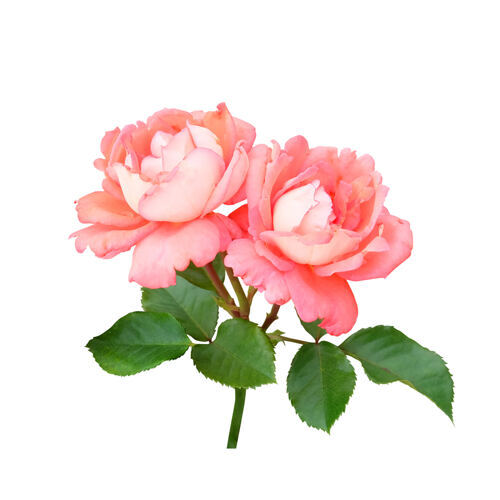 Englische Rosen "David Austin"