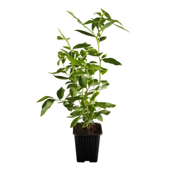 Heidelbeere BrazelBerry® "Jelly Bean"