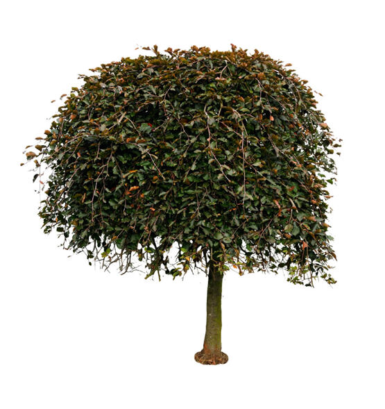 Blutbuche hängend "Purpurea"